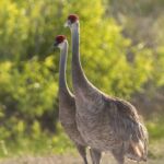 Sandhill Cranes Sandhill Cranes