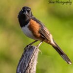 Eastern Towhee Eastern Towhee