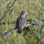 Mourning Dove Mourning Dove