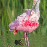 Roseate Spoonbill Roseate Spoonbill