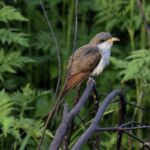 Yellow-billed Cuckoo Yellow-billed Cuckoo