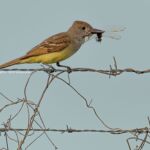 Great Crested Flycatcher Great Crested Flycatcher