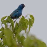 Indigo Bunting Indigo Bunting