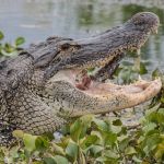 About Lake Apopka - Lake Apopka Wildlife