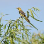 Orchard Oriole (female) Orchard Oriole (female)