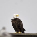 Bald Eagle Bald Eagle