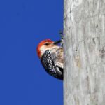 Red-bellied Woodpecker Red-bellied Woodpecker