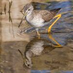 Lesser Yellowlegs Lesser Yellowlegs