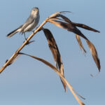 Blue-gray Gnatcatcher Blue-gray Gnatcatcher