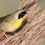 Common Yellowthroat Warbler Common Yellowthroat Warbler