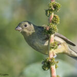 Painted Bunting (female) Painted Bunting (female)