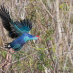 Gray Headed Swamphen Gray Headed Swamphen