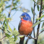 Painted Bunting (male) Painted Bunting (male)