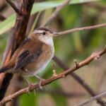 Marsh Wren Marsh Wren
