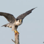 Peregrine Falcon Peregrine Falcon