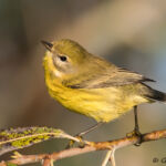 Prairie Warbler Prairie Warbler