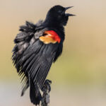 Red-winged Blackbird Red-winged Blackbird