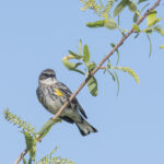 Yellow-rumped Warbler Yellow-rumped Warbler
