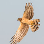 Northern Harrier (female) Northern Harrier (female)