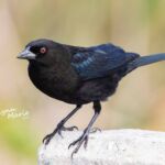 Bronzed Cowbird Bronzed Cowbird