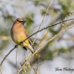 Cedar Waxwing Cedar Waxwing