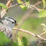 White-crowned Sparrow White-crowned Sparrow