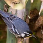 Yellow-throated Warbler Yellow-throated Warbler