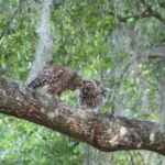 Barred Owls Barred Owls
