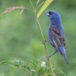 Blue Grosbeak Blue Grosbeak