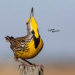 Eastern Meadowlark Eastern Meadowlark