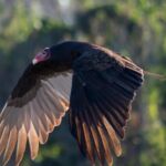 Turkey Vulture Turkey Vulture
