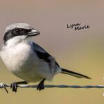Loggerhead Shrike Loggerhead Shrike
