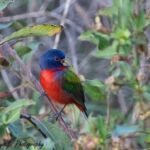 Painted Bunting Painted Bunting