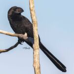 Smooth Billed Ani Smooth Billed Ani