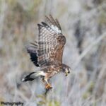 Snail Kite Snail Kite