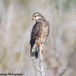 Snail Kite Snail Kite