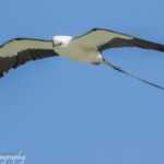 Swallow-tail Kite Swallow-tail Kite